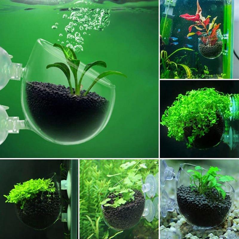 Aquarium Plant Pot Glass Cylin - огляд і ціна Aquarium Planted Seeds