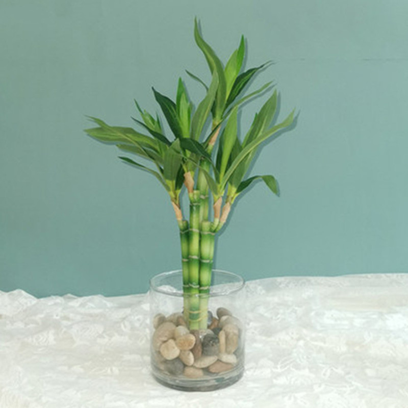 New 40cm Artificial Lucky Bamb - огляд і ціна Aquarium Plant Nursery