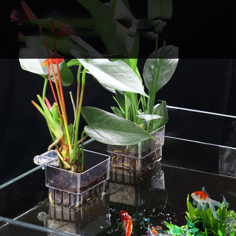 1Pc Aquarium Hydroponic Plant  - огляд і ціна Aquarium Planted Seeds
