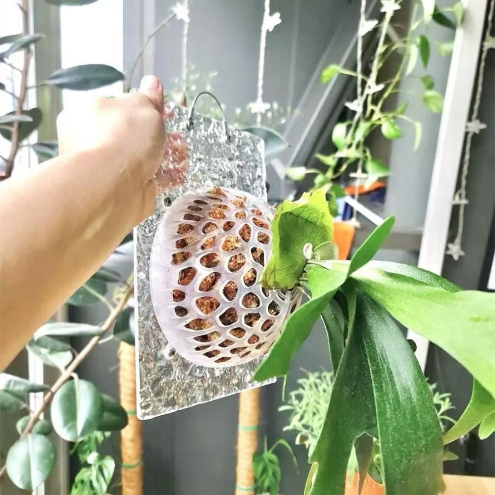 Hollowed Plants Soil Protector - огляд і ціна Tissue Culture Plant