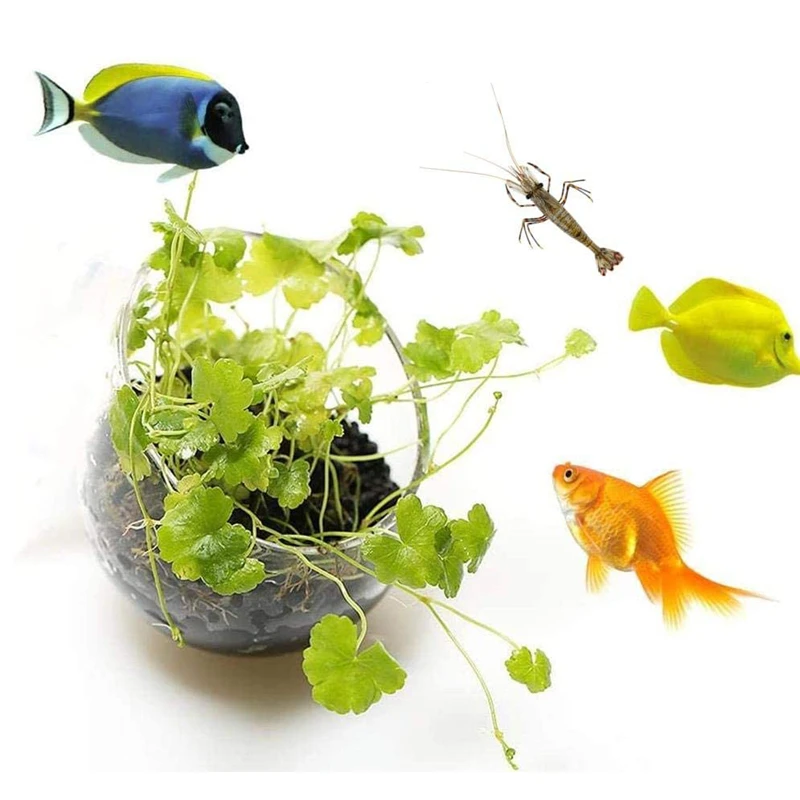 New Aquarium Plant Pot Glass C - огляд і ціна Aquarium Planted Seeds