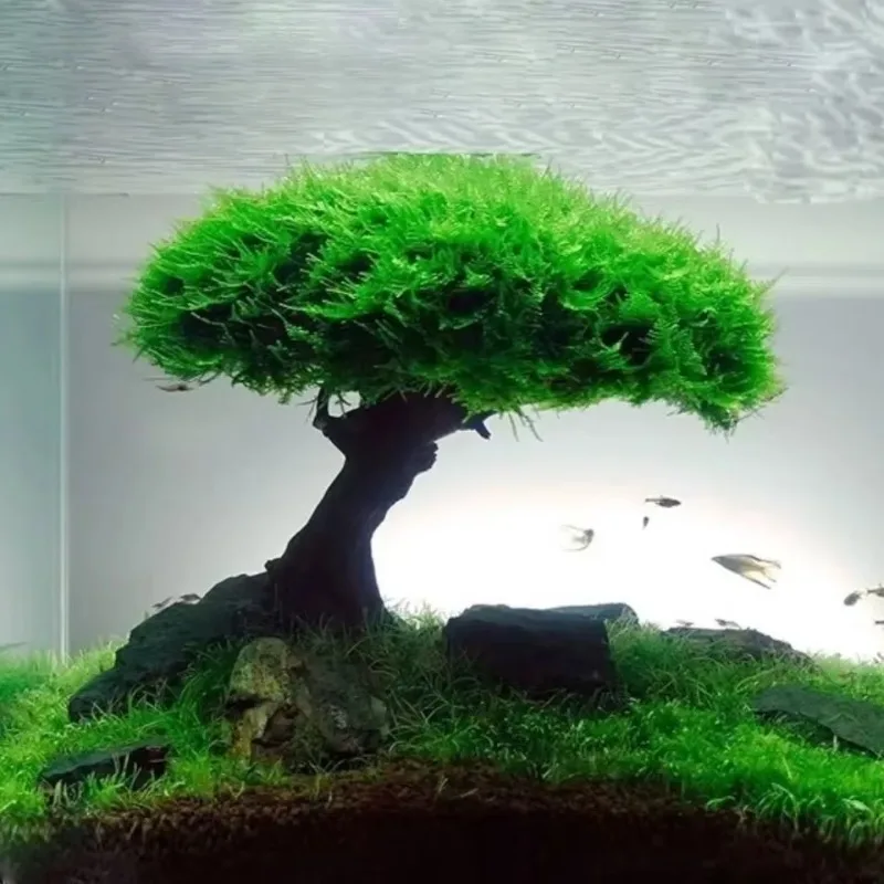 Aquarium Decoration Plant Moss - огляд і ціна Planted Aquarium Without Fish
