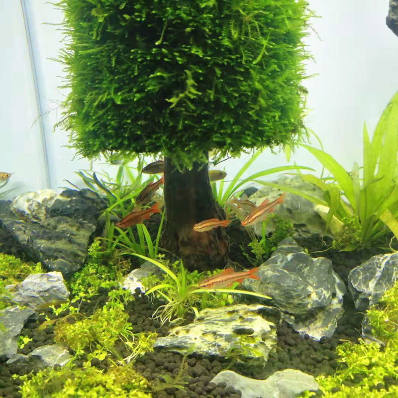 Aquarium Decoration Aquatic Pl - огляд і ціна Aquarium Planted Seeds