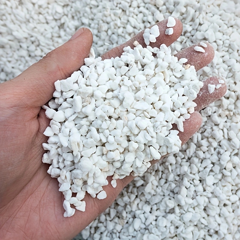 1 Pack of 3-6mm Horticultural  - огляд і ціна Tissue Culture Plant